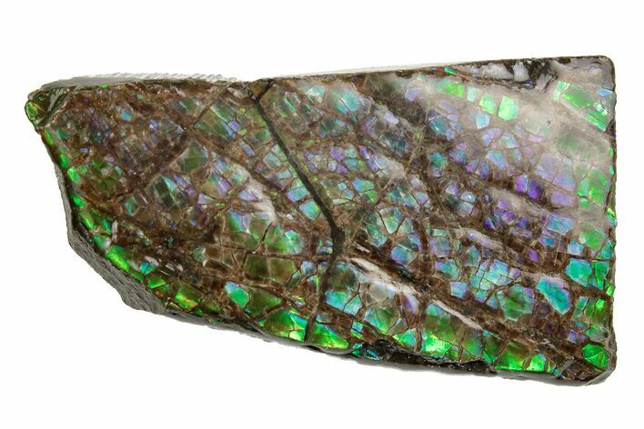 Iridescent Ammolite (Fossil Ammonite Shell) - Alberta, Canada #207160